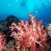 coral_soft_ni_v_0705_png1597.jpg
